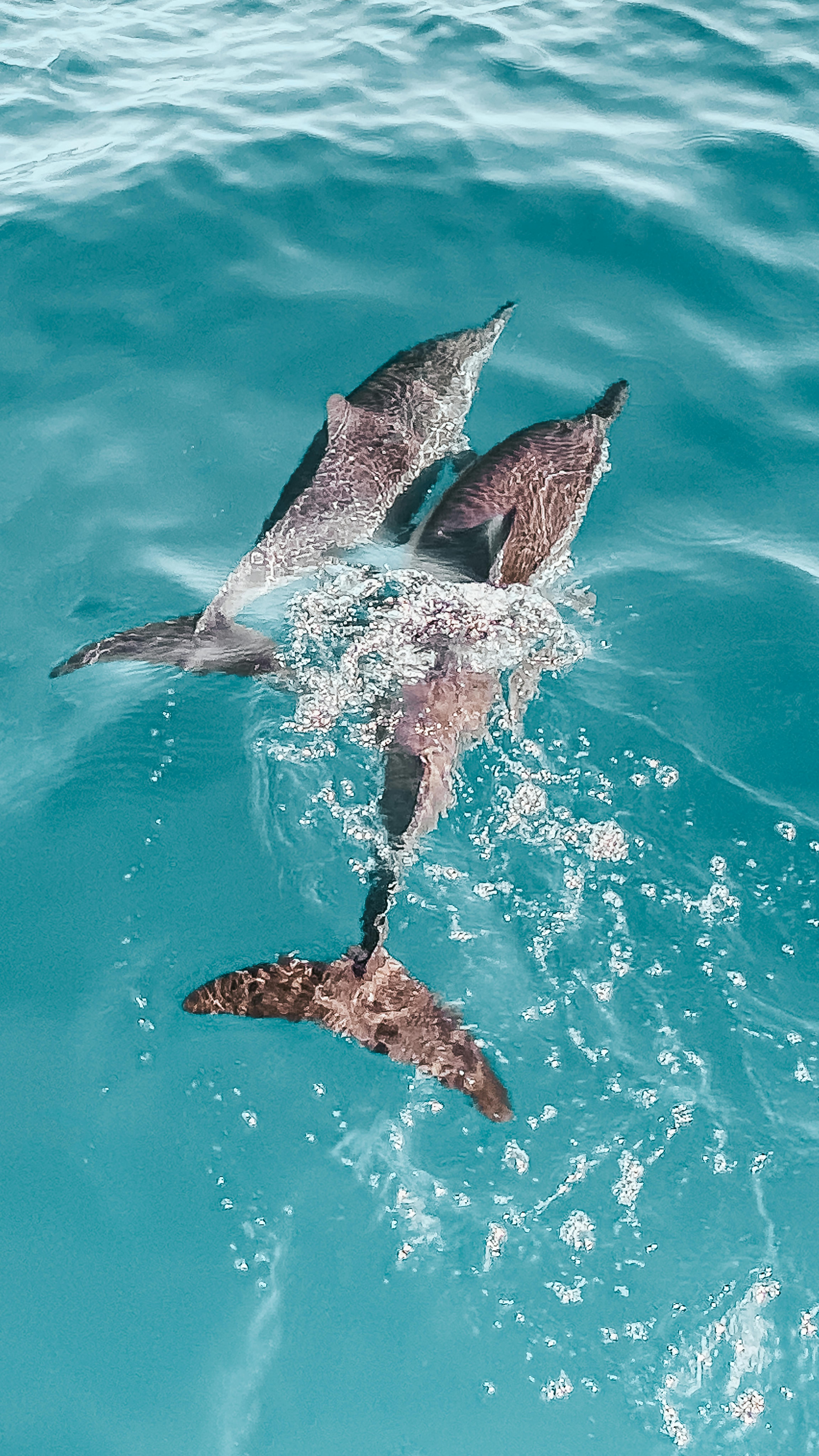Dolphins at Tamarin